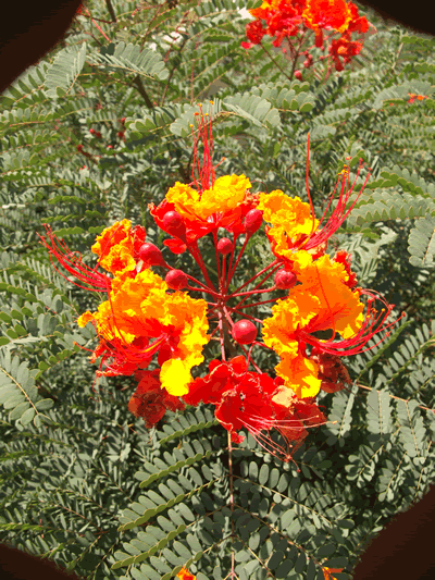 caesalpinia pulcherrima flower KM
